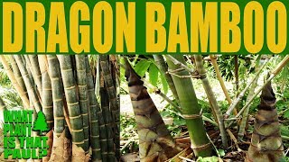 Dragon Bamboo  Dendrocalamus giganteus  One of the worlds tallest Bamboo [upl. by Pegasus]