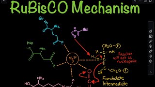 RuBisCO Carboxylation Mechanism in the Calvin Cycle  Biochemistry [upl. by Boylan]