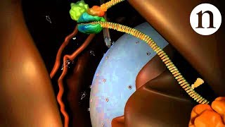 RNA interference RNAi by Nature Video [upl. by Wey]