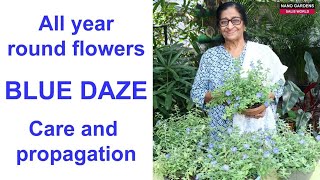 All year round flowers Blue dazeCare and propagation [upl. by Sucitivel171]