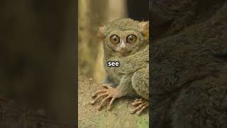 Discover the fascinating world of tarsiers fascinatingcreatures facts animals tarsiers [upl. by Ylimme10]