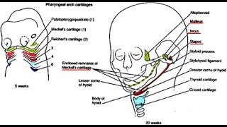 Medical Video Lectures Anatomy Of Pharyngeal Arches Branchial Arches PART 22 [upl. by Macguiness]