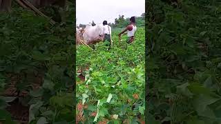 Fertilizers part  5 ఎరువుల వల్ల లాభాలు  శ్రీ మోహన్ అగ్రి మాల్ 143514 130045 DAP urea [upl. by Tonya]