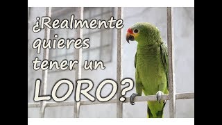 Como cuidar un LORO  ¿REALMENTE QUIERES TENER UNO [upl. by Priscella]