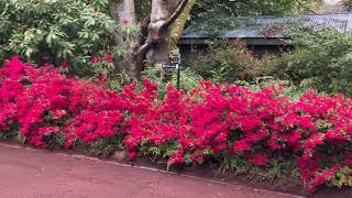 Azaleas at Forest Glade Mt Macedon 26th Sept 2024 [upl. by Redmond]