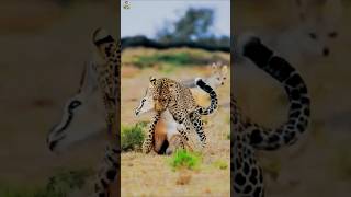 Walk Of Death  Cheetahs Grassland habitat The incredibles [upl. by North815]