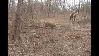 TNO TV 400lb Wild Boar Harvest Hog Charges Dog [upl. by Adnolrehs]