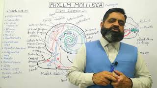 Class Gastropoda Urdu Hindi medium profmasoodfuzail Phylum Mollusca  Structure of Snail [upl. by Frasch]