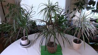 Madagascar Dragon Tree Dracaena marginata Care What to Know [upl. by Ytak]