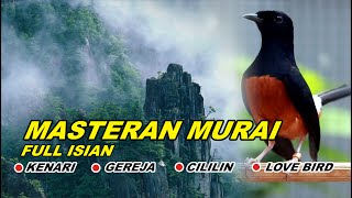 masteran pagi hari MURAI FULL ISIAN CILILIN KENARI GEREJA TARUNG LOVEBIRD NGEKEK PANJANG Eps44 [upl. by Akeme]