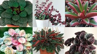 40 Peperomia varieties with names Peperomia plant [upl. by Nahc]