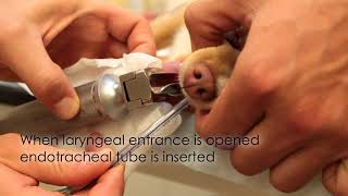 Endotracheal Intubation Emergency Medicine In Small Animal Practice [upl. by Daffie]