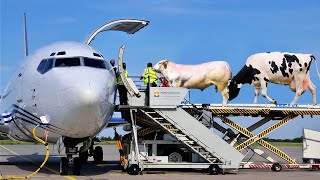 INCRÍVEL TRANSPORTE de Gado e Ovelhas em Avião [upl. by Adnovay]