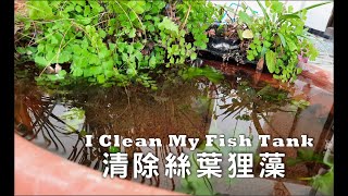 都是絲葉狸藻惹的禍2圓形淺缸翻缸 I Clean My Fish Tank 2Clean the UTRICULARIA GIBBA [upl. by Erreip]