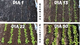 GERMINAR Y CULTIVAR CILANTRO EN CASA [upl. by Leirua]