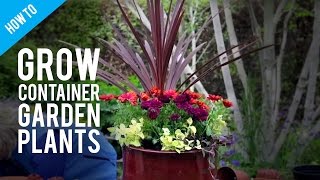 How To Grow Pot Plants in a Container Garden [upl. by Hazeghi]