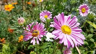 Transylvanian Blooms A Colorful August Garden [upl. by Ainigriv]