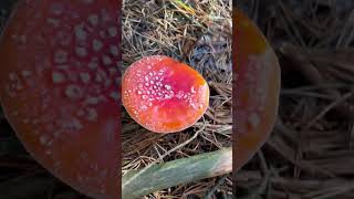 The toadstool field [upl. by Nawed]