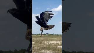 Fast speed of Eagle hunting bird of prey🦅 youtuber wildlife eaglehunting bigbird shorts like [upl. by Thetos658]