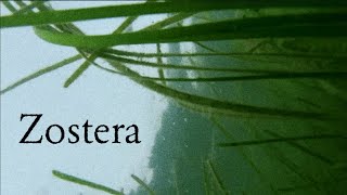 Zostera Documentary [upl. by Millian638]