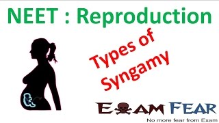 NEET Biology Reproduction  Types of Syngamy Isogamy Anisogamy Hologoamy Oogamy [upl. by Dolores]