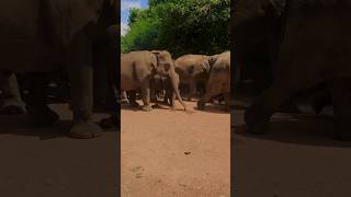 Elephant පින්නවල🐘🐘Sewshana pinnawala elephant shorts elephantbaby animals srilanka [upl. by Malca]