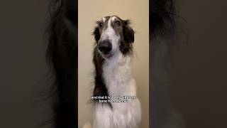 whosnootit part 2 dogtok borzoi silkenwindhound puppy fyp shorts whodunit crime [upl. by Voccola515]