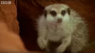 Adorable Baby Meerkats Explore The Wild  BBC Wildlife [upl. by Rossing]