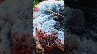 Devils Tooth mushroom or something else wildmushrooms fungi oregon brookings [upl. by Oemac]