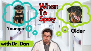 When to Spay your DOG Dr Dan explains [upl. by Amoihc]