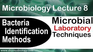 Microbiology lecture 8  bacterial identification methods in the microbiology laboratory [upl. by Peppi972]