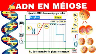 Comment construire la courbe de la variation dADN en méiose [upl. by Urias]