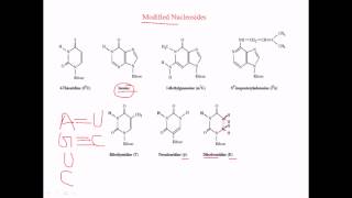 Modified nucleosides in RNA [upl. by Adnyc]