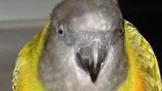 Garth Senegal Parrot sings FEELING ALRIGHT [upl. by Ileana]