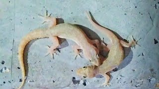 Common house gecko Mating  Gecko Mating [upl. by Katrine]