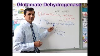 Glutamate Dehydrogenase Reaction Oxidative Deamination of Glutamate [upl. by Hsina]