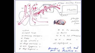 EP 23 HampN Maxillary artery and pterygopalatine fossa and Pterygoid venous Plexus [upl. by Eitten]