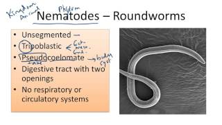 Nematodes Roundworms [upl. by Hserus318]