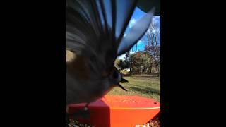 Tufted Titmouse Black Capped Chickadee Bird Buddy [upl. by Vtarj]