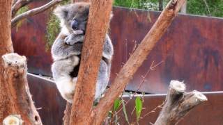 Koalas Echidnas and Wombats  At Healesville Sanctuary [upl. by Verne54]