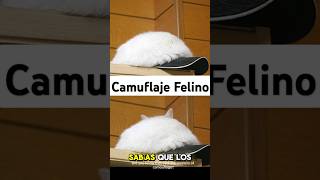 Camuflaje Felino [upl. by Nollahp]