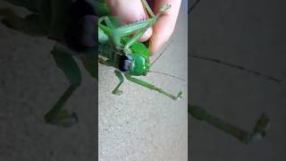 Giant Katydid from Malaysia [upl. by Krell]