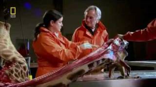 Richard Dawkins demonstrates laryngeal nerve of the giraffe [upl. by Nevanod]