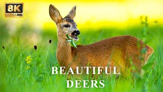 Beautiful Deer  Animal Kingdom 8K HDR  Healing Music [upl. by Aihseym]