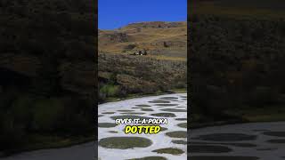 Explore the unique beauty of Spotted Lake in Canada [upl. by Labors]