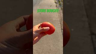 Can Store Bought TOMATO With Seeds Really Grow Into Healthy Plants [upl. by Azzil]