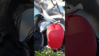 Great Frigatebird Mating Season  Galápagos  Lindblad Expeditions [upl. by Ellennahs]