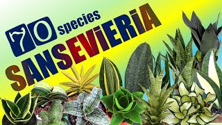 70 SANSEVIERIA SPECIES  HERB STORIES [upl. by Yrrep]