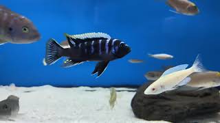 Cynotilapia deep ndonga [upl. by Abdella]