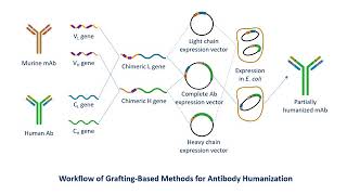 Antibody Humanization Service  Creative Biolabs Updated Version [upl. by Hance]